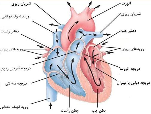دانلود pdf ساختمان و عملکرد بدن انسان کمیاب و عالی