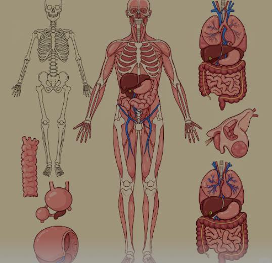 دانلود pdf تشریح (Anatomy) کمیاب و عالی