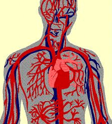 دانلود pdf فیزیولوژی گردش خون کمیاب و عالی